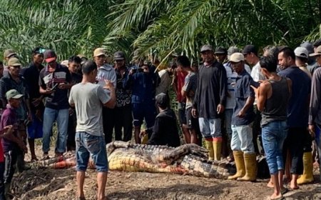 Lansia di Rohil Tewas Diterkam Buaya saat Memancing: Kepala Korban Putus Ditemukan Dalam Perut Buaya