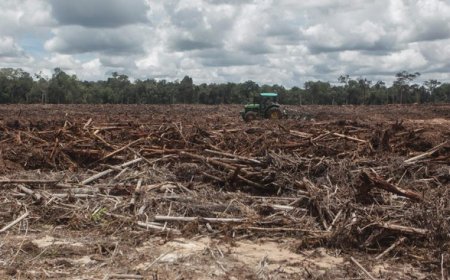 Prabowo Subianto Akan Alihkan Food Estate ke Papua Gegara Kalimantan Tak Subur