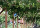 Menkmati Pesona Agrowisata Perkebunan Anggur di Kabupaten Samosir