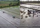 Ketahanan Pangan Nasional, Lahan Rawa di Merauke Simpan Potensi Luar Biasa