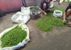 Petani Mulai Rasakan Untung Kenaikan Harga Cabai