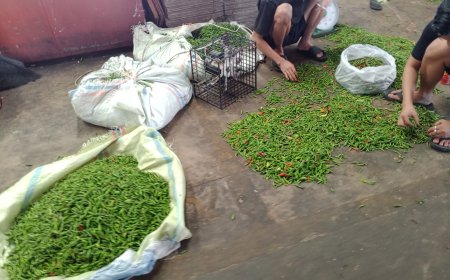 Harga Cabe Anjlok, Pedagang Pasar MNTC Putar Otak Hindari Kerugian