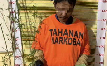 Polisi Tangkap Warga Samosir Tanam Ganja dan Mengonsumsinya