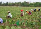 Harga Bawang Anjlok, Petani di Tongging Hanya Cukup untuk Biaya Operasional