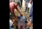 Kuasa Hukum Minta Polisi Tangkap Pelaku Penjarahan TBS dan Pembunuhan Sekuriti PT STA
