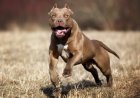 Telinga Pencari Rumput di Sleman Putus Digigit Anjing Pitbull