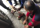 Damkar Tangkap Buaya 2,5 Meter, Diduga Peliharaan Warga yang Lepas