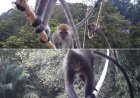 Ajang Asian Primate Symposium, Agincourt Tunjukkan Inovasi Jembatan Arboreal untuk Primata Batang Toru