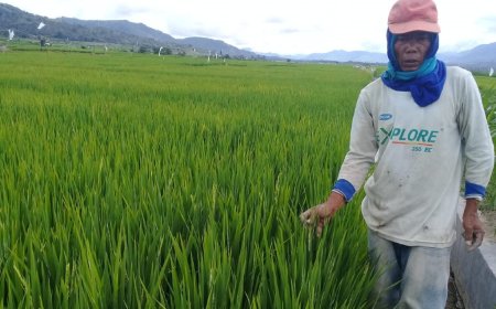 ilustrasi petani padi. (Foto: istimewa)