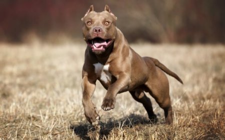 Telinga Pencari Rumput di Sleman Putus Digigit Anjing Pitbull