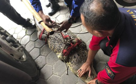 Damkar Tangkap Buaya 2,5 Meter, Diduga Peliharaan Warga yang Lepas