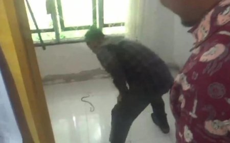 Serius Pleno Pilkada Buat Ketua PPK tak Sadar Ular Kobra Masuk ke Celananya