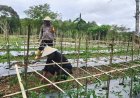 Kapolsek Sosopan Monitoring Lahan Tanaman, Dukung Program Ketahanan Pangan