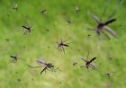 Wabah KLB Malaria dan DBD di Nisel Diperpanjang hingga Akhirnya Desember