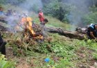 Polda Sumut dan Polres Madina Musnahkan 1,5 Hektare Ladang Ganja di Bukit Tor Sihite