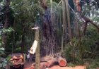 Dua Turis Tewas di Monkey Forest, DPR: Pengelola Wisata Harus Punya Standar Keselamatan