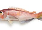 Wapadai 10 Ikan ini Mengandung Merkuri Tinggi, Banyak yang Konsumsi
