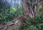 Warga Temukan Jasad Siswi SMP di Dalam Karung, Hilang Sudah 2 Hari