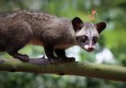 Anak Disuruh Makan Daging Musang, Keluarga Lapor Polisi