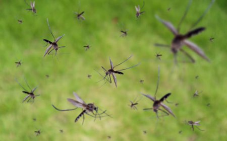 Wabah KLB Malaria dan DBD di Nisel Diperpanjang hingga Akhirnya Desember