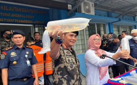 Petugas KKP Gagalkan Penyelundupan 52 Ribu Benih Lobster di Lampung