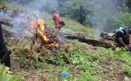 Polda Sumut dan Polres Madina Musnahkan 1,5 Hektare Ladang Ganja di Bukit Tor Sihite