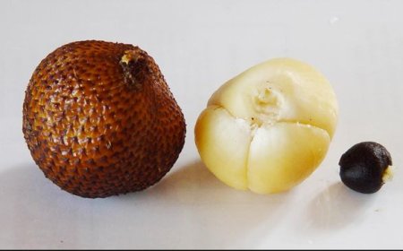 Wow ini 7 Manfaat yang tak Terduga dari Makan Buah Salak