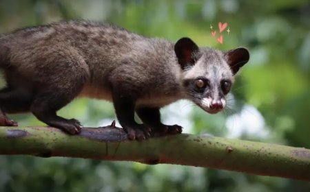 Anak Disuruh Makan Daging Musang, Keluarga Lapor Polisi