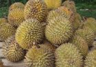 7 Ciri Durian yang Bagus, Matang, Manis dan Berdaging Tebal