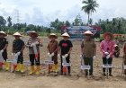 Ketua DPRD Mandailing Natal Ikut Tanam Jagung Serentak 1 Juta Hektar Seluruh Indonesia