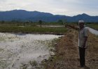 Lahan Tergenang Air Usai Optimalisasi Lahan, Petani Desa Huraba Mengeluh Tak Bisa Bercocok Tanam
