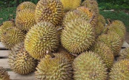 7 Ciri Durian yang Bagus, Matang, Manis dan Berdaging Tebal