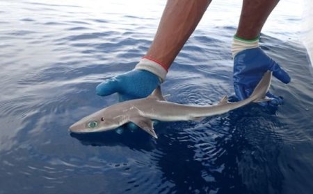 Hiu Dogfish Langka Terekam Kamera Peneliti