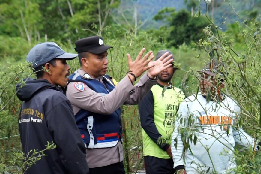 Kisah Bripka Adi Ubah Ladang Ganja jadi Lahan Palawija di Nagan Raya, Aceh