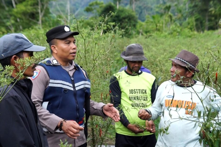Kisah Bripka Adi Ubah Ladang Ganja jadi Lahan Palawija di Nagan Raya, Aceh