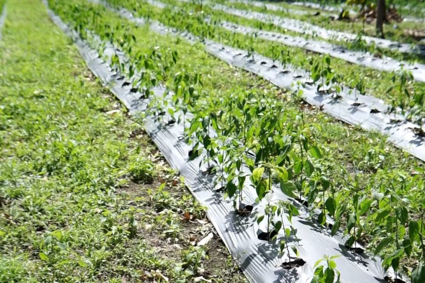 Kisah Bripka Adi Ubah Ladang Ganja jadi Lahan Palawija di Nagan Raya, Aceh