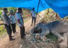 BKSDA Angkat Bicara Usai Gajah yang Minta Diobati Mati di Aceh Timur