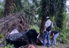 Disinyalir Sebagai Sarang Narkoba, Polisi Bakar Gubuk di Kebun Sawit