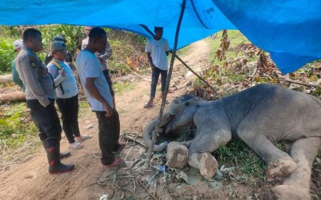 BKSDA Angkat Bicara Usai Gajah yang Minta Diobati Mati di Aceh Timur