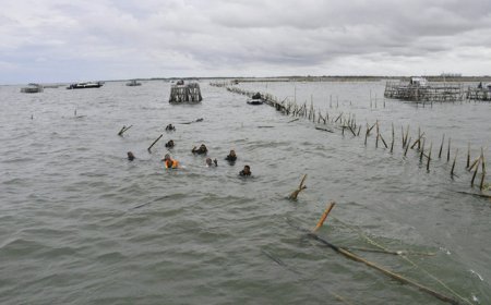 Kades Kohod Jadi Tersangka Kasus Pagar Laut Tangerang: Palsukan Dokumen
