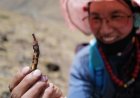 Sejumlah Spesies Jamur Baru Berhasil  Ditemukan di Dataran Tinggi Qinghai-Tibet