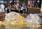 Tanpa Dokumen Sah, 12 Ton Mangga Ilegal Asal Thailand Senilai Rp360 Juta Dimusnahkan