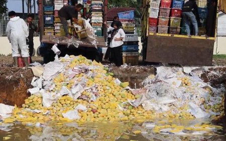 Tanpa Dokumen Sah, 12 Ton Mangga Ilegal Asal Thailand Senilai Rp360 Juta Dimusnahkan