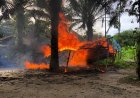 Polisi Gerebek Judi Sabung Ayam di Pancurbatu, Lapak Dibongkar dan Dibakar