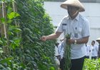 Lapas Cipinang Dukung Kemandirian Bangsa lewat Panen Sayuran: Bukti Nyata Pembinaan yang Produktif