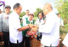 Pemkab Samosir Terima Bantuan Pertanian Bibit Bawang Merah 5 Ton dari Provinsi Sumatera Utara