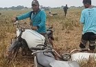 Musim Panen Padi di Pemalang, Tukang Ojek Gabah Raup Cuan