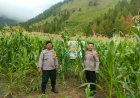 Mendukung Program Ketahanan Pangan, Polres Samosir Cek Kesiapan Panen Jagung