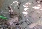 Viral Video Lansia Direndam dalam Lumpur di Nias, DPRD Sumut Minta Polisi Usut Tuntas