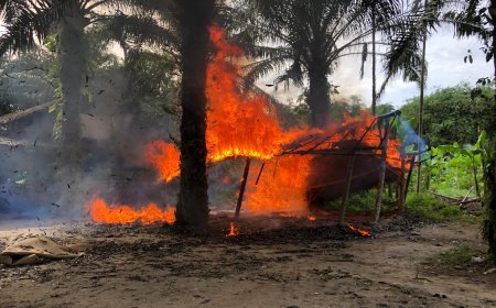 Polisi Gerebek Judi Sabung Ayam di Pancurbatu, Lapak Dibongkar dan Dibakar